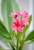 frangipani.jpg