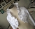 bridal bolero.jpg