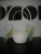 DSCN7808.JPG