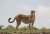 Ndutu tag 1 665.jpg