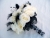 il_fullxfull.174083130.jpg