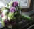 violet-roses.jpg