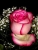 Pink Rose.jpg